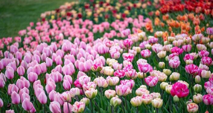 Quando il tulipano soffoca il paese Sigurtà ai ripari regola le visite